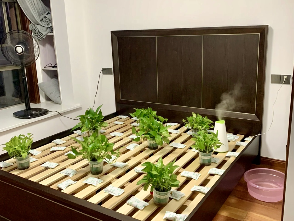 冰虫除甲醛